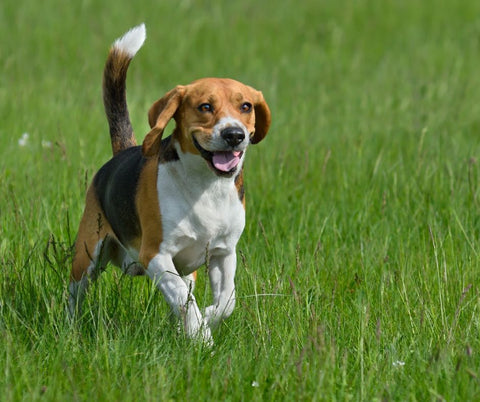 Beagle