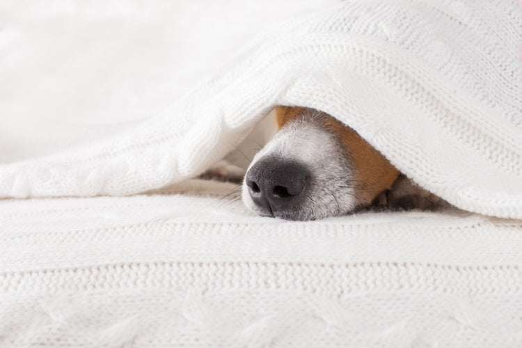 dog hiding under the blanket 