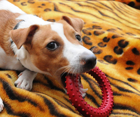 Interactive Toys in Dog Behavior Prevention and Treatment