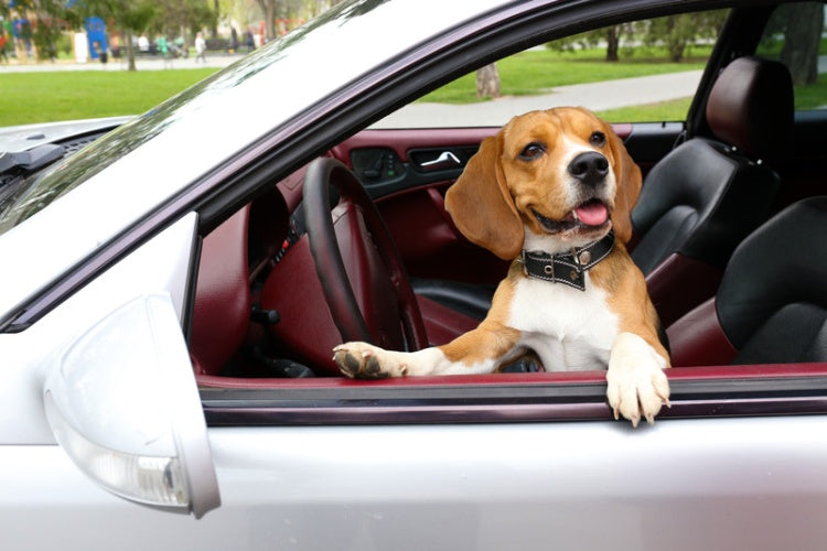 dog at front passenger seat