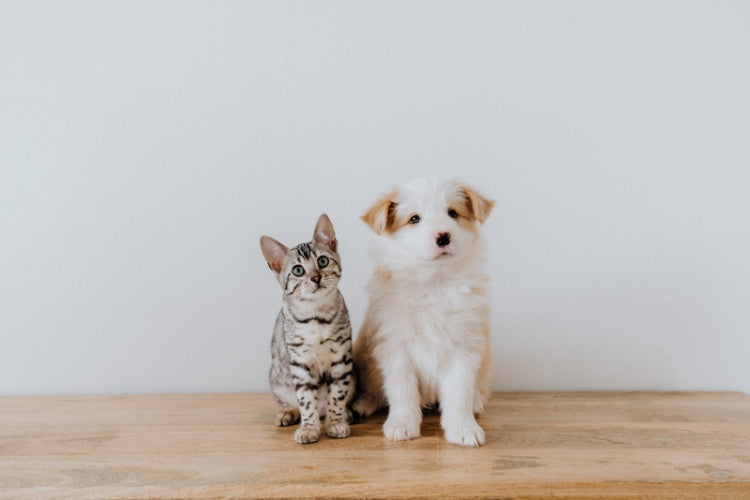 dog and cat next to each other 