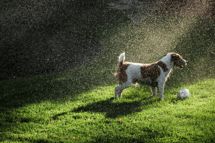 dog under the rain