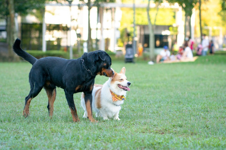 2 dogs playing on the field 
