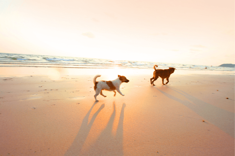 dog by the beach