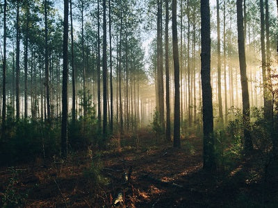 Agarwood Forrest