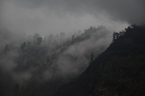 Himalayan Rudraksha trees