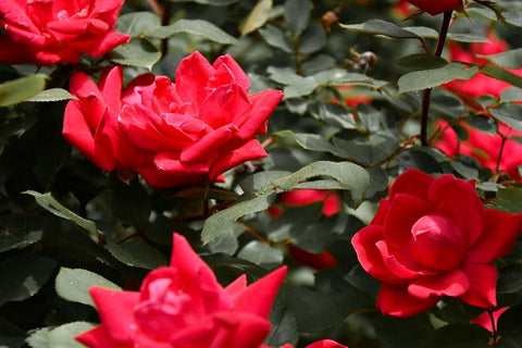 Smell of Red sandalwood