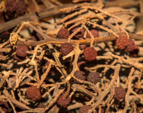 Rudraksha seeds