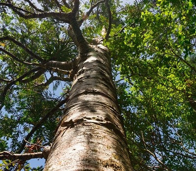 Sandalwood Spiritual Wood Tree