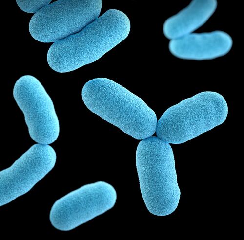 Sandalwood Spiritual benefits Bacteria
