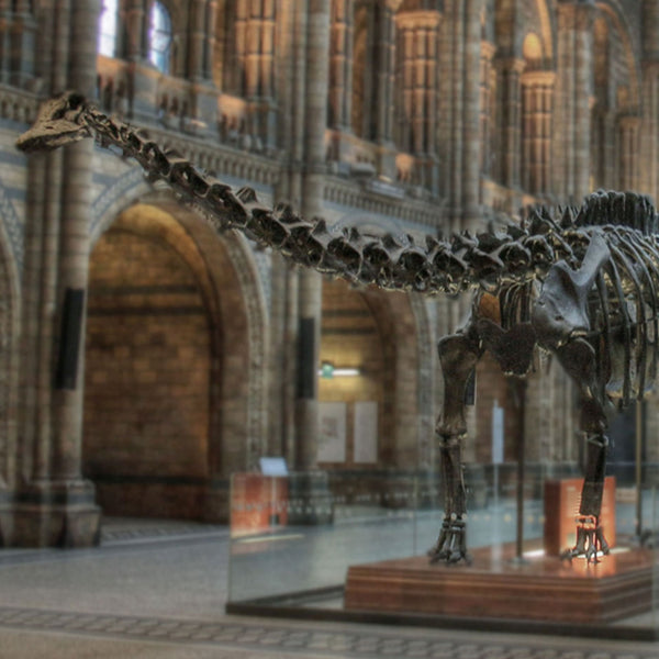 Natural History Museum