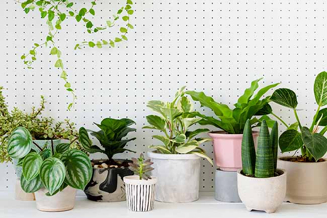 Beautiful potted indoor plants - ZenQ Designs