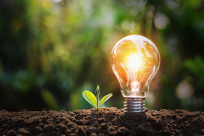 Light Bulb with small plant on soil and sunshine - ZenQ Designs