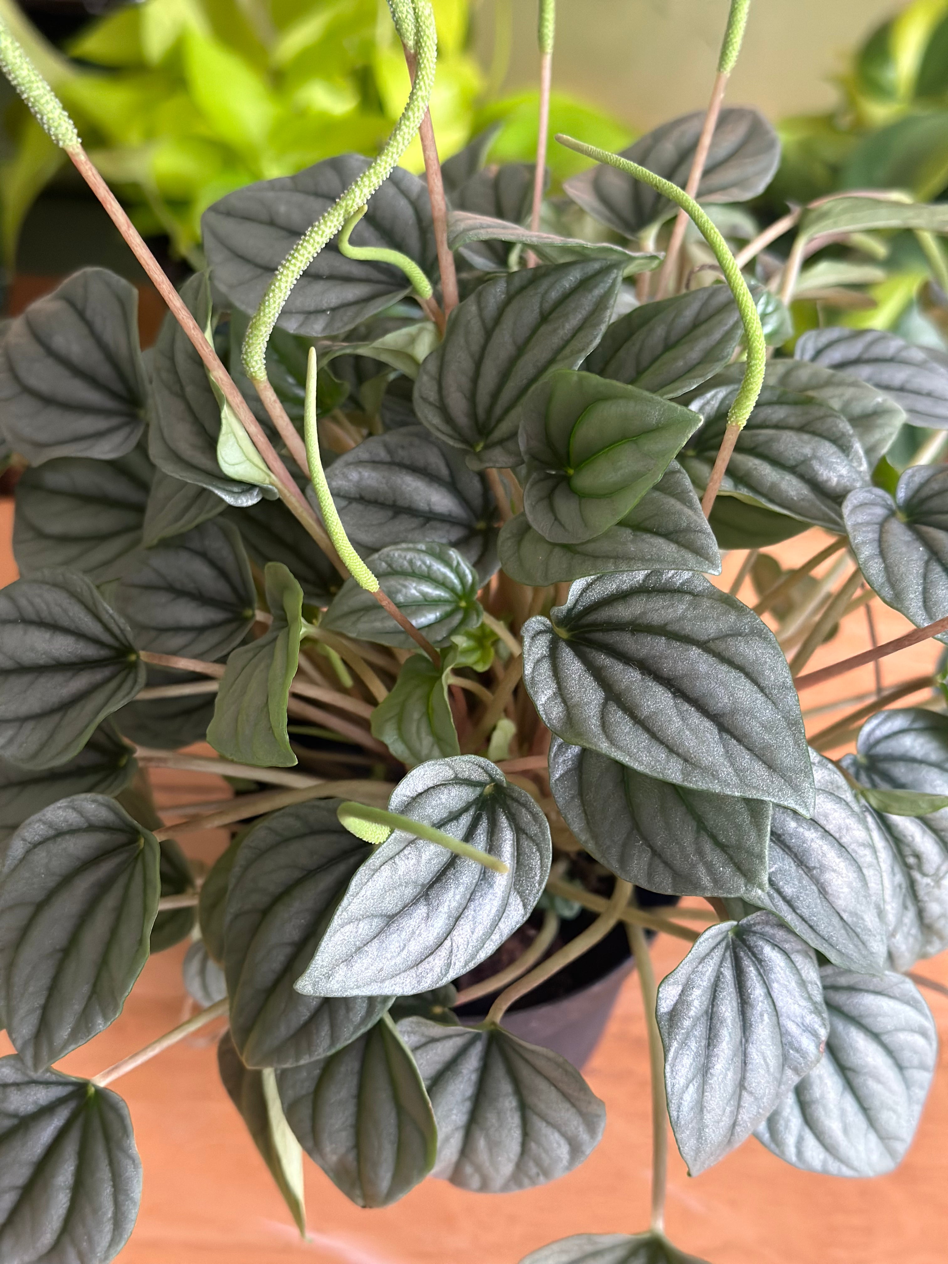 Silver Ripple Peperomia
