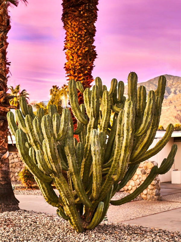 https://cdn.shopify.com/s/files/1/0451/6950/8514/products/shop-photography-art-print-giclee-studio-cactus-sunset-giclee-studios-fine-art-photography-print-18409990062242_600x.jpg?v=1667288277