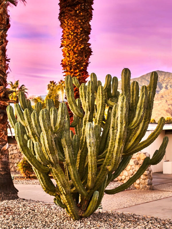 Straw Spine Cactus. Fine art print.