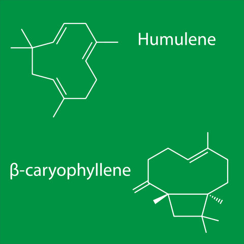 Structures of terpenes Humulene & β-Caryophyllene