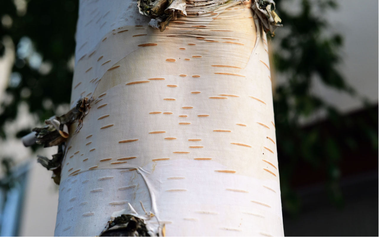 Close up image of birch tree bark.
