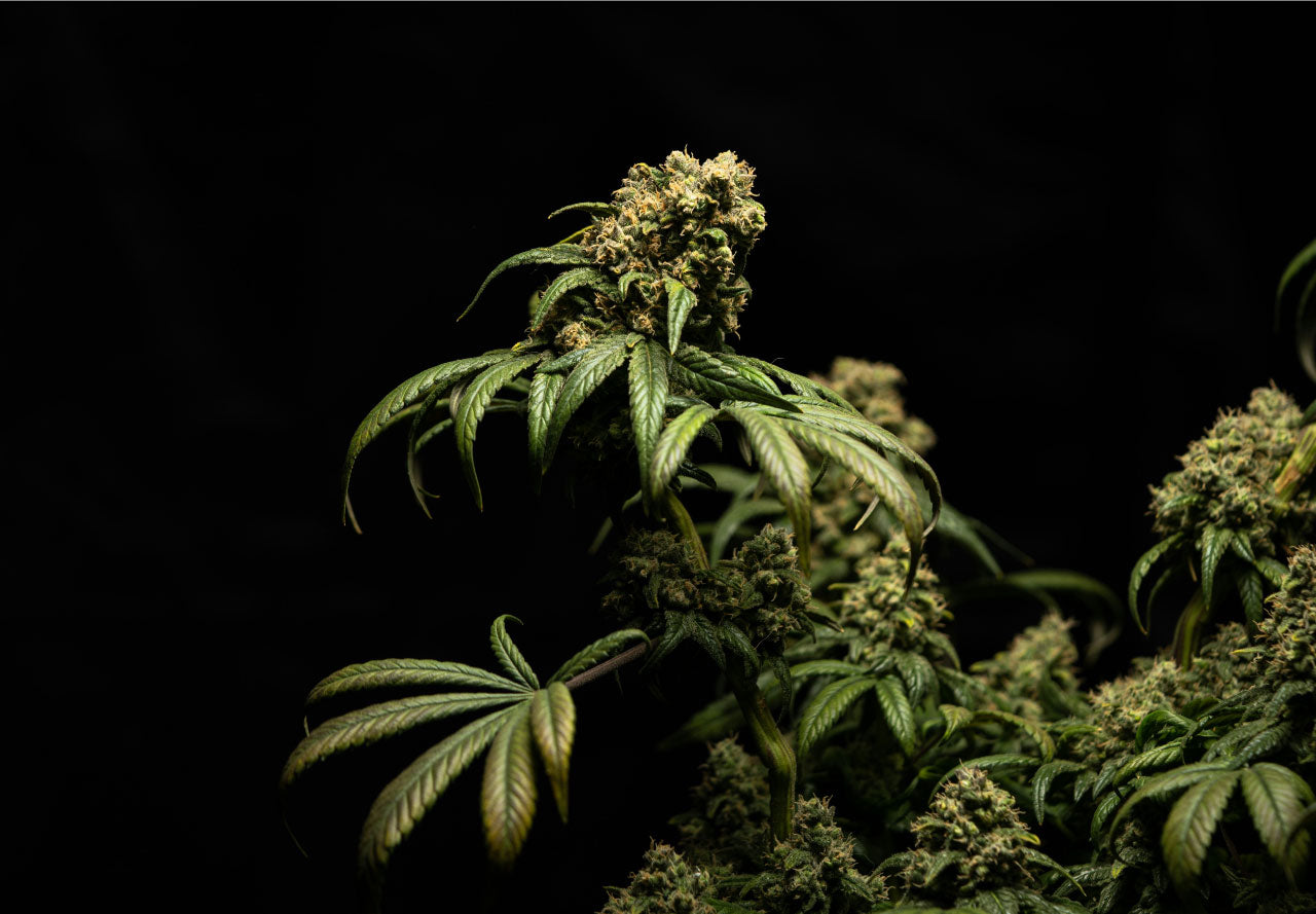 Image of a flowering cannabis plant.
