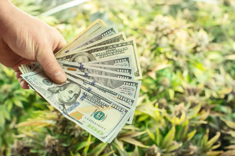 Image of hand holding one hundred dollar bills over cannabis plants.