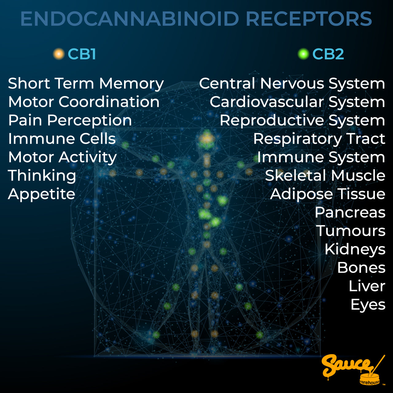 Infographic showing the different types of endocannabinoid receptors