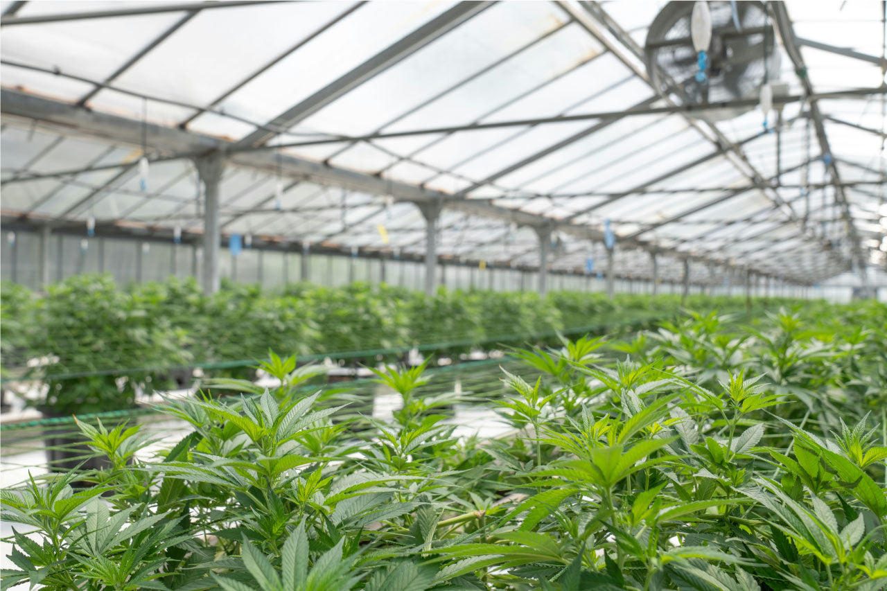 Image of hemp plants in a greenhouse.