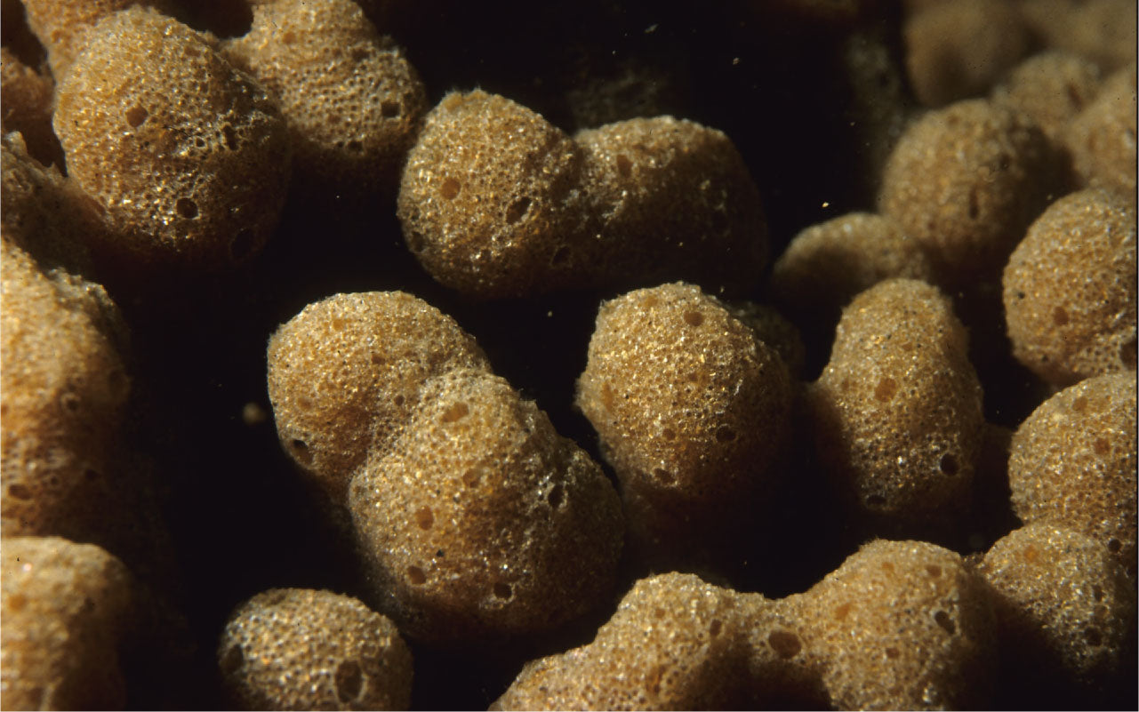 Image of a marine sponge.