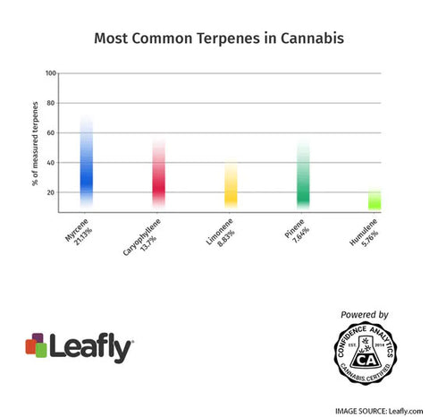 Most Common Terpenes in Cannabis