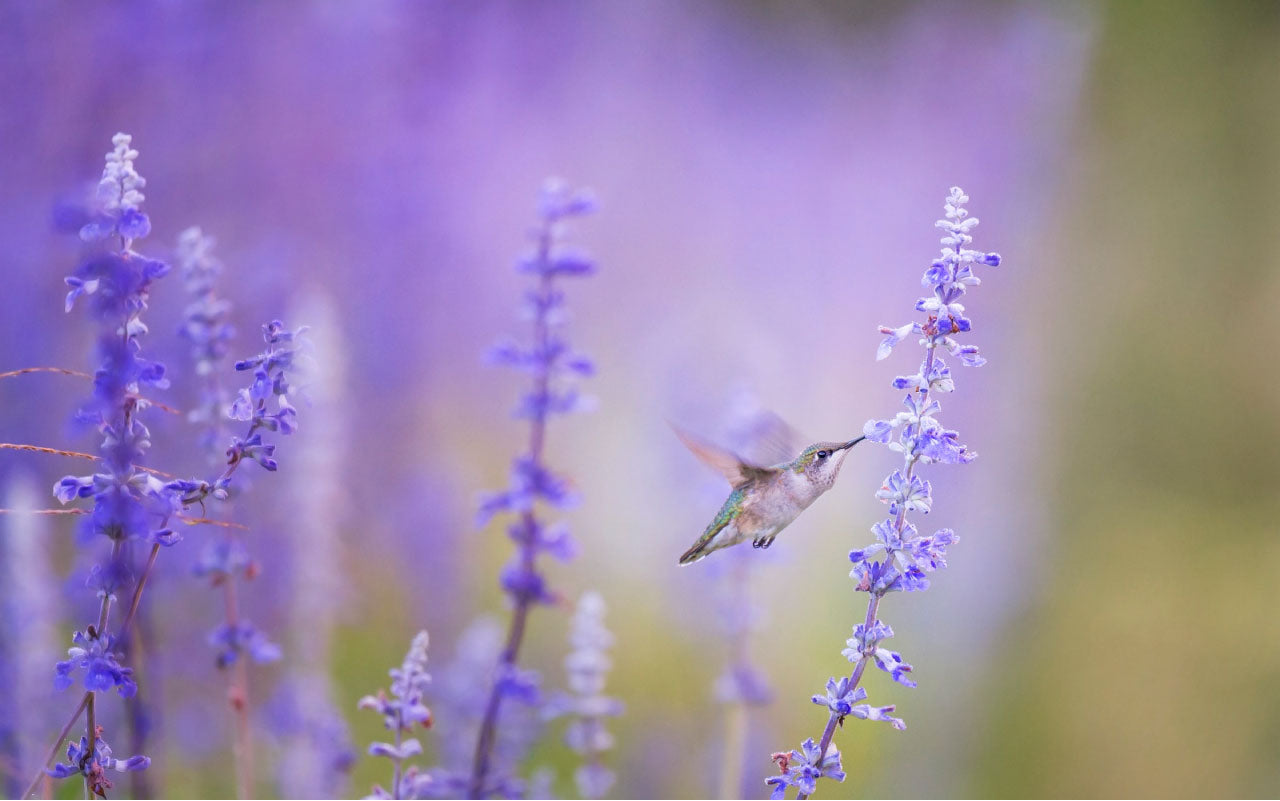 Image of a humming bird flying near lavender plants.
