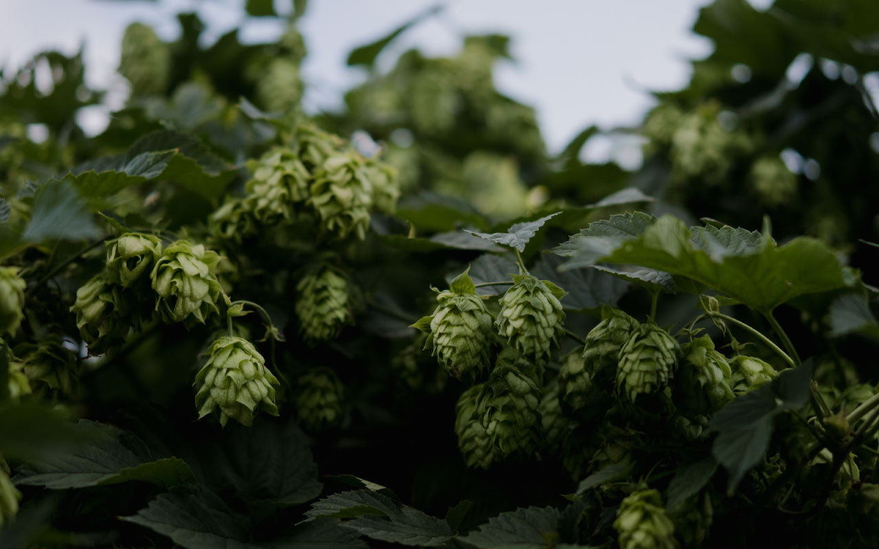 Image of hops in nature.