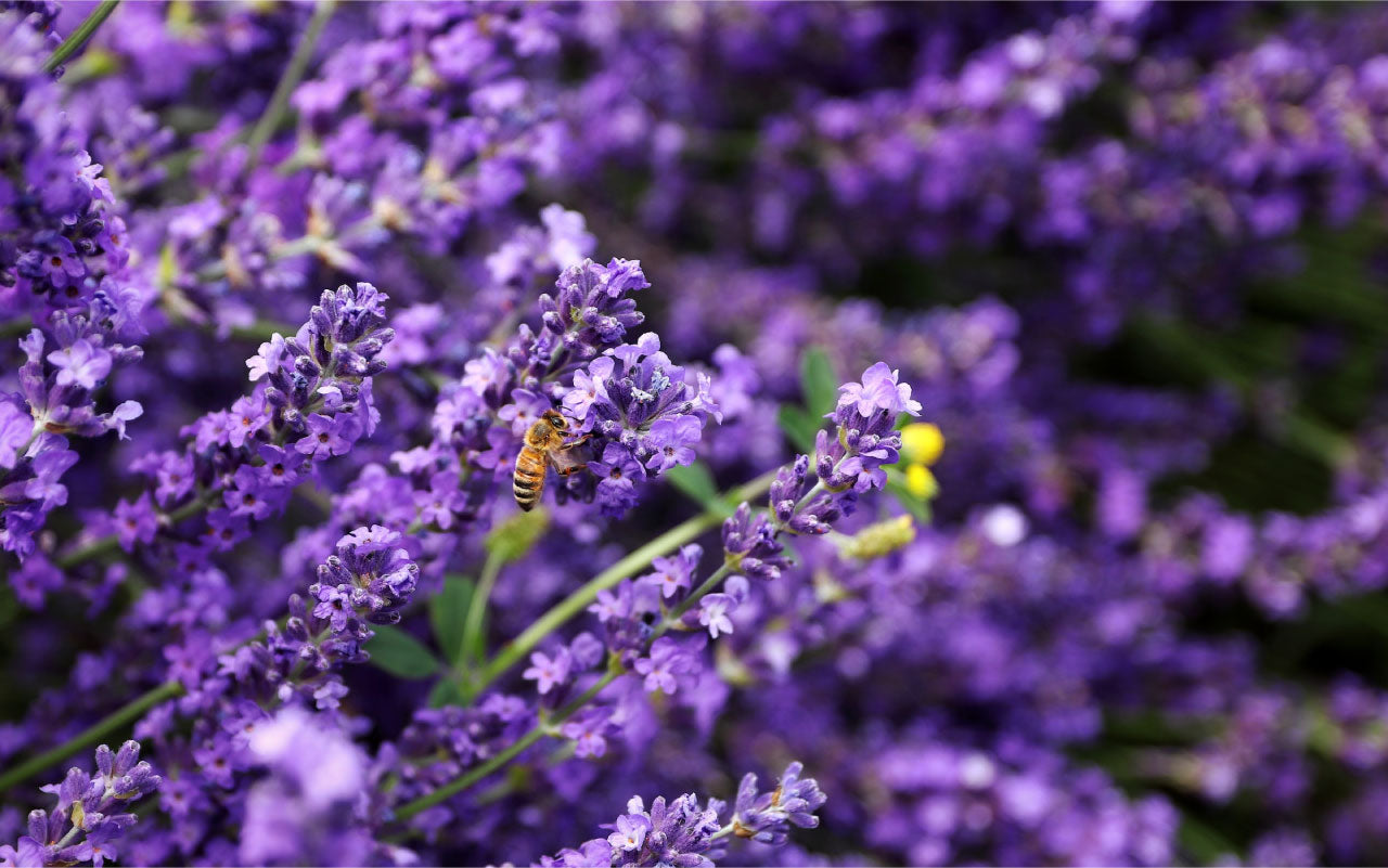 Image of a bee landing on a lavender plant.