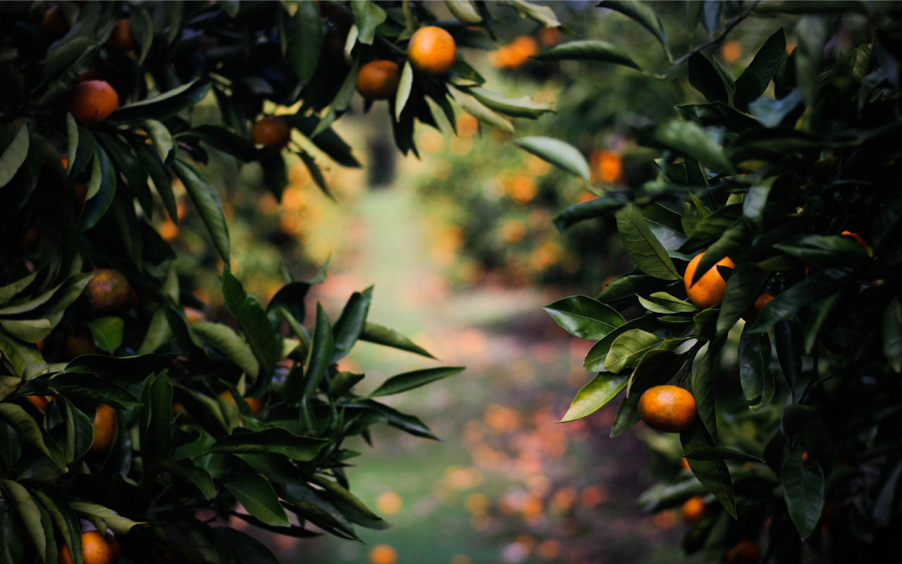 Image of mango trees.