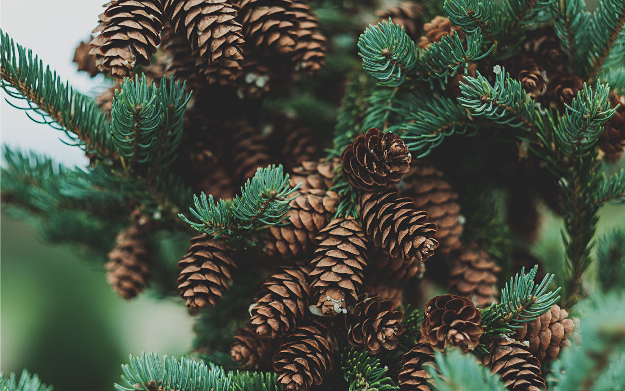 Image of pine cones on a pine tree.
