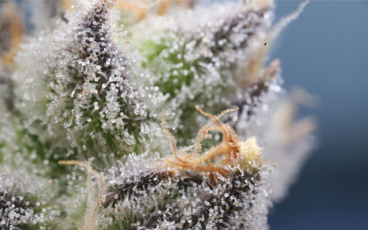 Close up image of trichomes on cannabis flower.