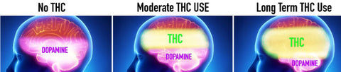 Long term cannabis use can deplete dopamine production and have negative effects such as amotivation.  Sometimes its best to take a tolerance break to allow the brain to return to normal dopamine production.