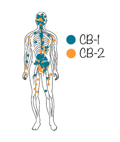 CB1 and CB2 receptor locations within the endocannabinoid system