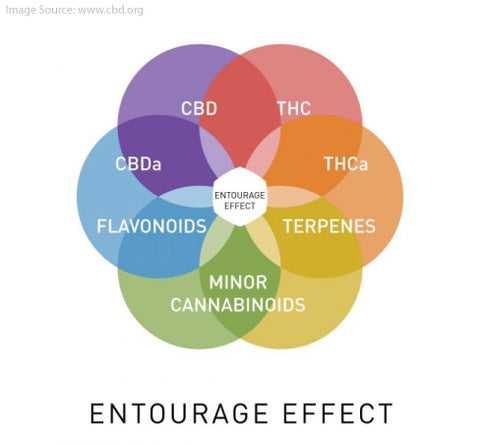 Full Spectrum CBD concentrates provide the benefits of the entourage effect.  Learn about the differences between full and broad spectrum CBD at Sauce Warehouse 