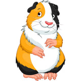 Coy Guinea Pig Graphic