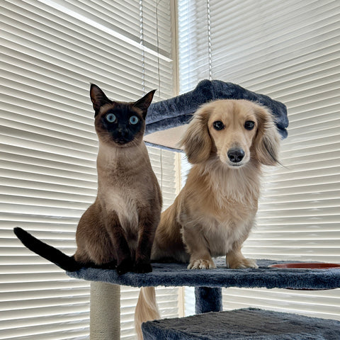 Siamese Cat and English Cream Dachshund