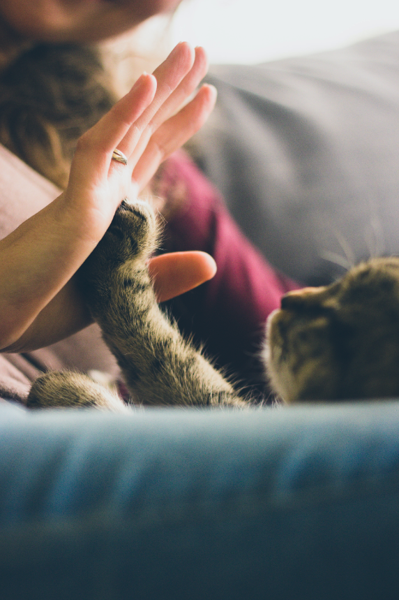 Quels sont les bienfaits d’avoir un chat ? 