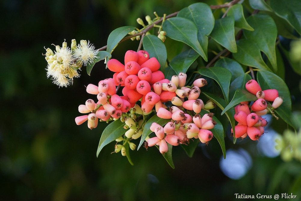 Lilly Pilly Plant