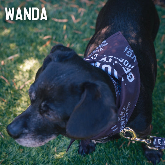 Loyalty Pet Bandana -  - Accessories - Lifetipsforbetterliving