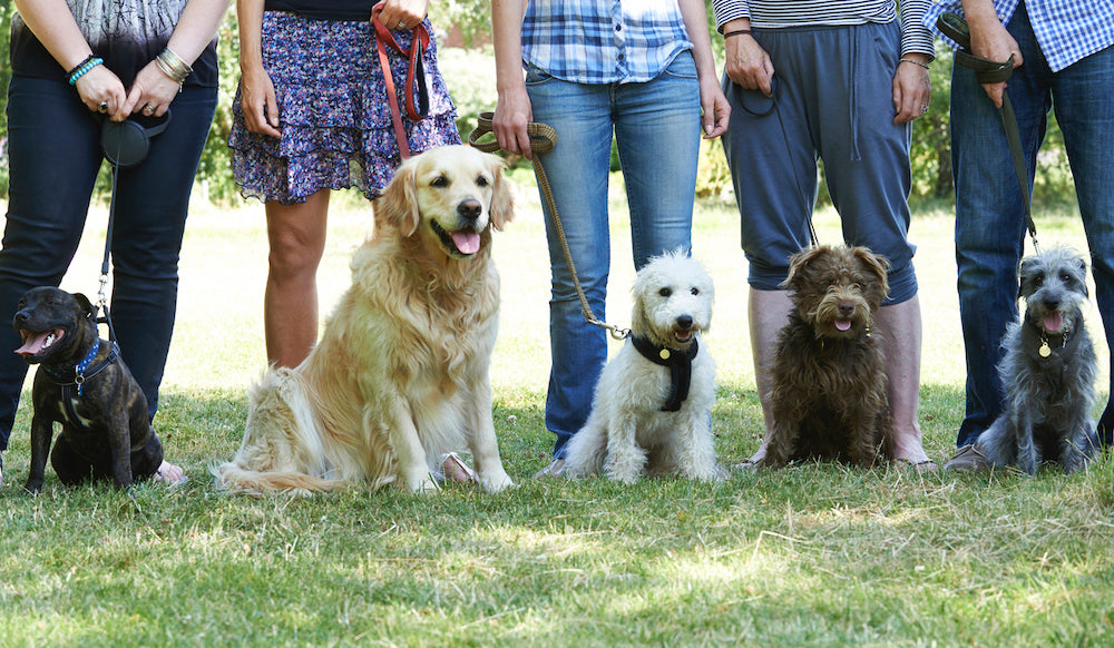 obedience classes