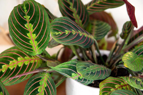 prayer plant