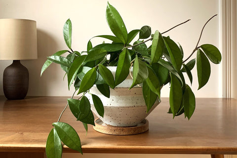 hoya plant indoors