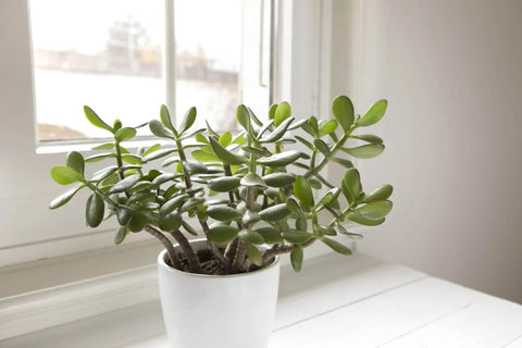 Jade plant. Photo by the Petal Republic.