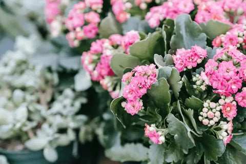 Kalanchoe plant photo, provided by houseplant heaven