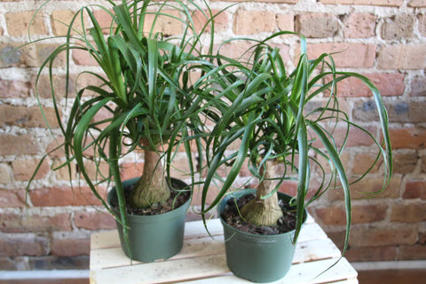 ponytail palm plants, provided by Chicago Plants.