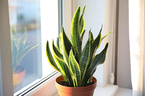 snake plant image, provided by Rosy Soil.