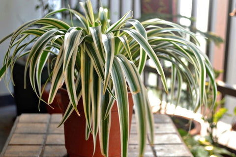 Spider plant image, provided by Country Living.